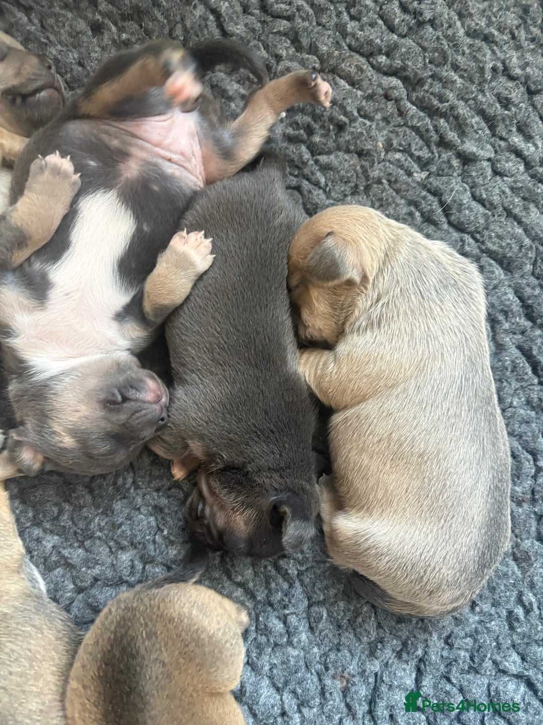 Mixed Breed dogs for sale: French billhuahua - Image 8