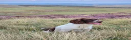 English Springer Spaniel dogs for stud: English springer spaniel at stud - Advert 7