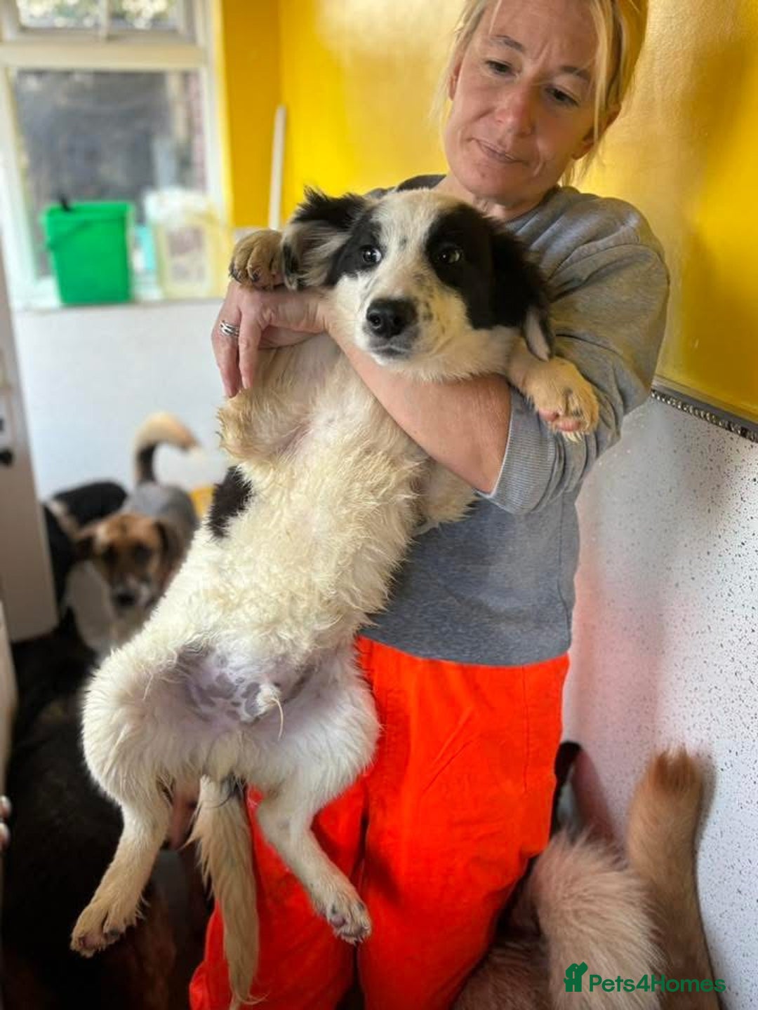 Mixed Breed dogs for adoption: Clark - Norwich Norfolk  - Advert 3