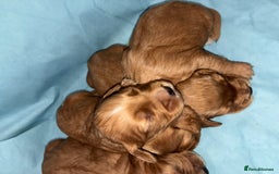 Cocker Spaniel dogs for sale: KC RED SHOW COCKER SPANIELS - Image 10