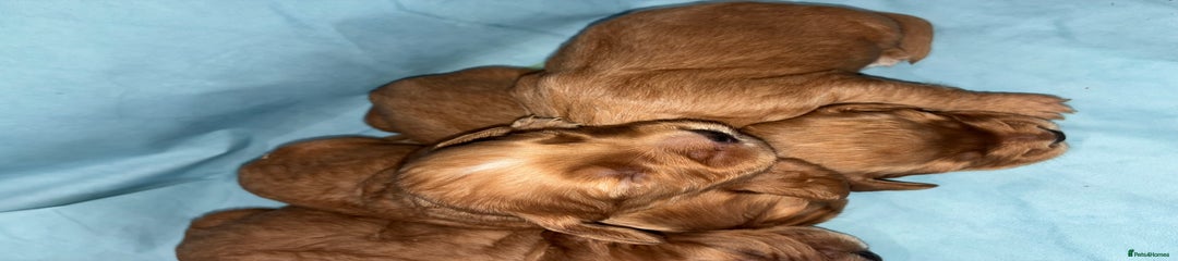 Cocker Spaniel Puppy 3