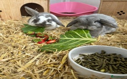 Mini Lop rabbits for sale: Mini lop - Image 2