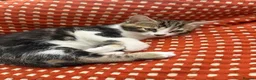Mixed Breed cats for sale: Mixed bengal  - Advert 2