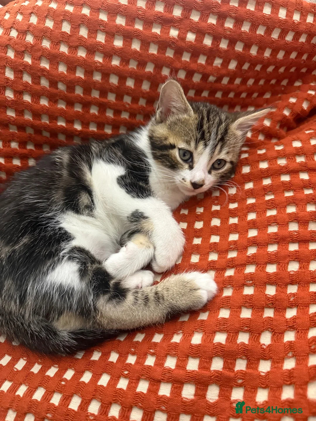 Mixed Breed cats for sale: Mixed bengal  - Advert 2