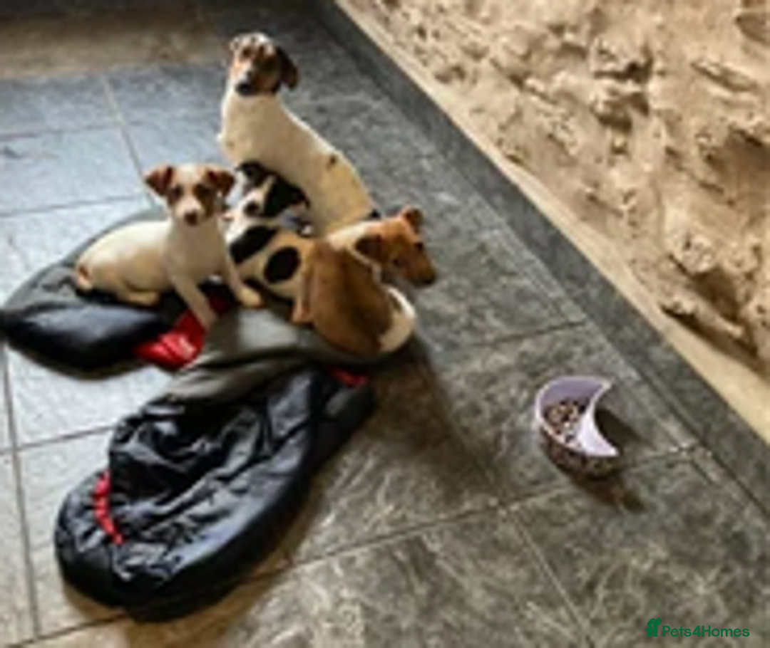 Jack Russell dogs for sale: 8 weeks remaining blue merle jack russells - Image 1