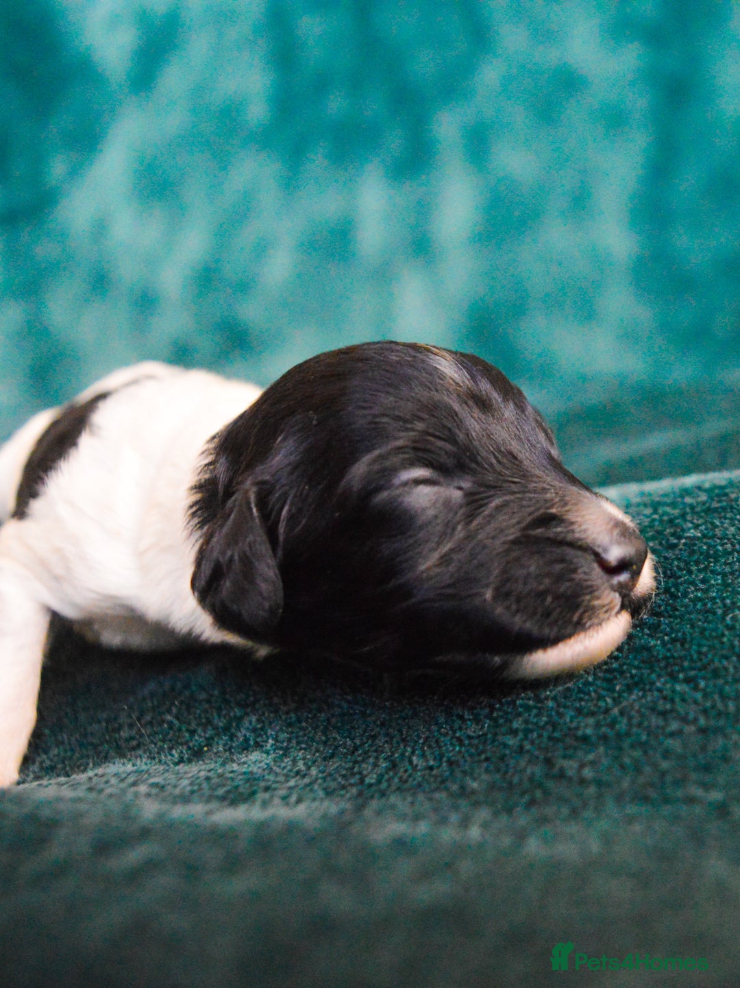 Cockapoo dogs for sale: Beautiful F1 Cockapoos - Image 11