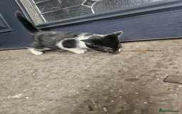 Mixed Breed cats for sale: Female kitten for sale - Image 3
