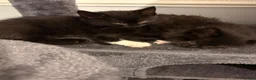 Mixed Breed cats for sale: 2 kittens looking for a forever home in Coventry - Advert 5