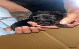 Sprocker dogs for sale: Beautiful Sprocker puppy - Image 2