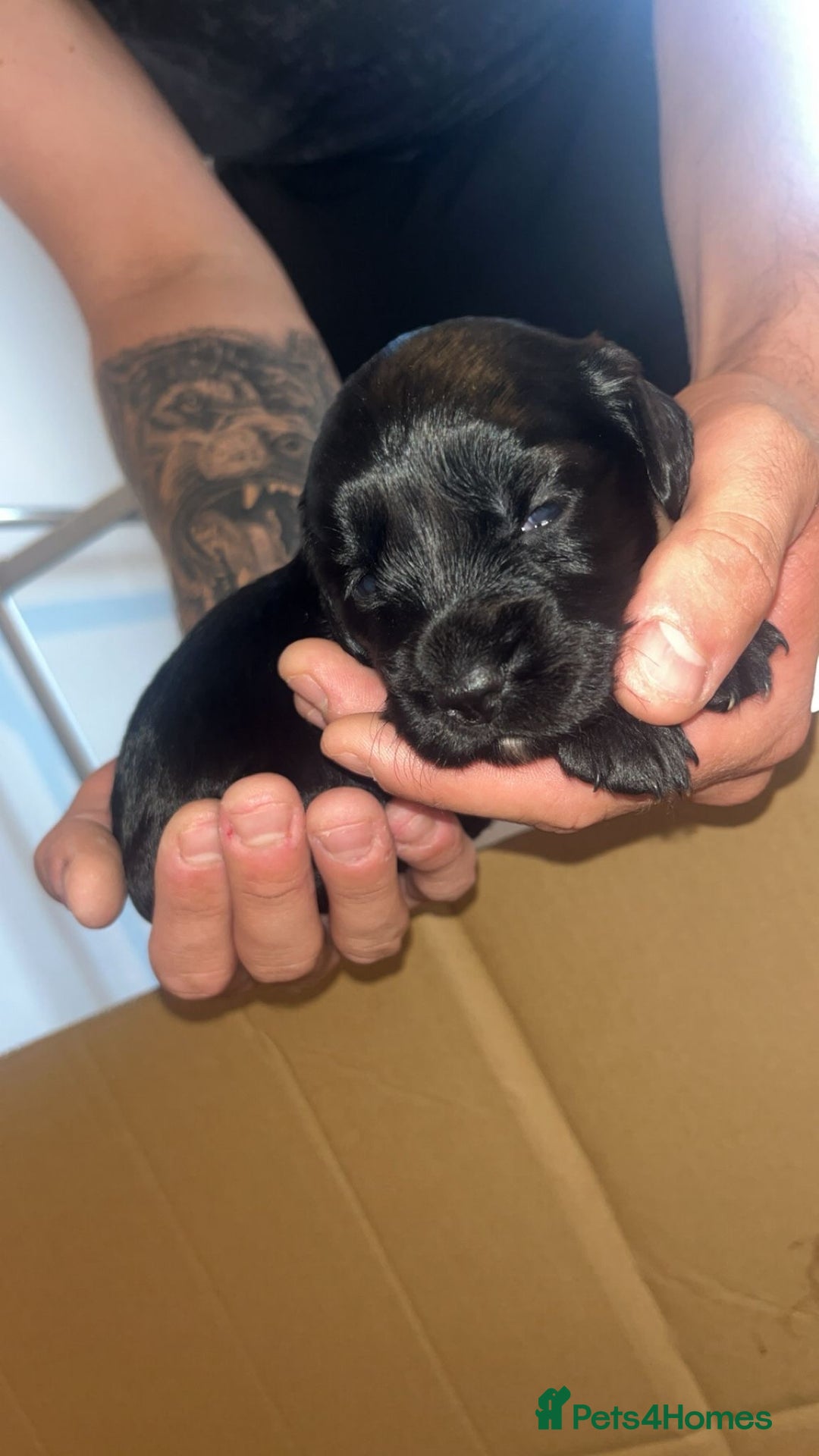 Sprocker dogs for sale: Beautiful Sprocker puppy - Image 2