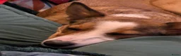 Mixed Breed dogs for sale: Duke 2 year old Welsh collie in Wigan - Advert 12