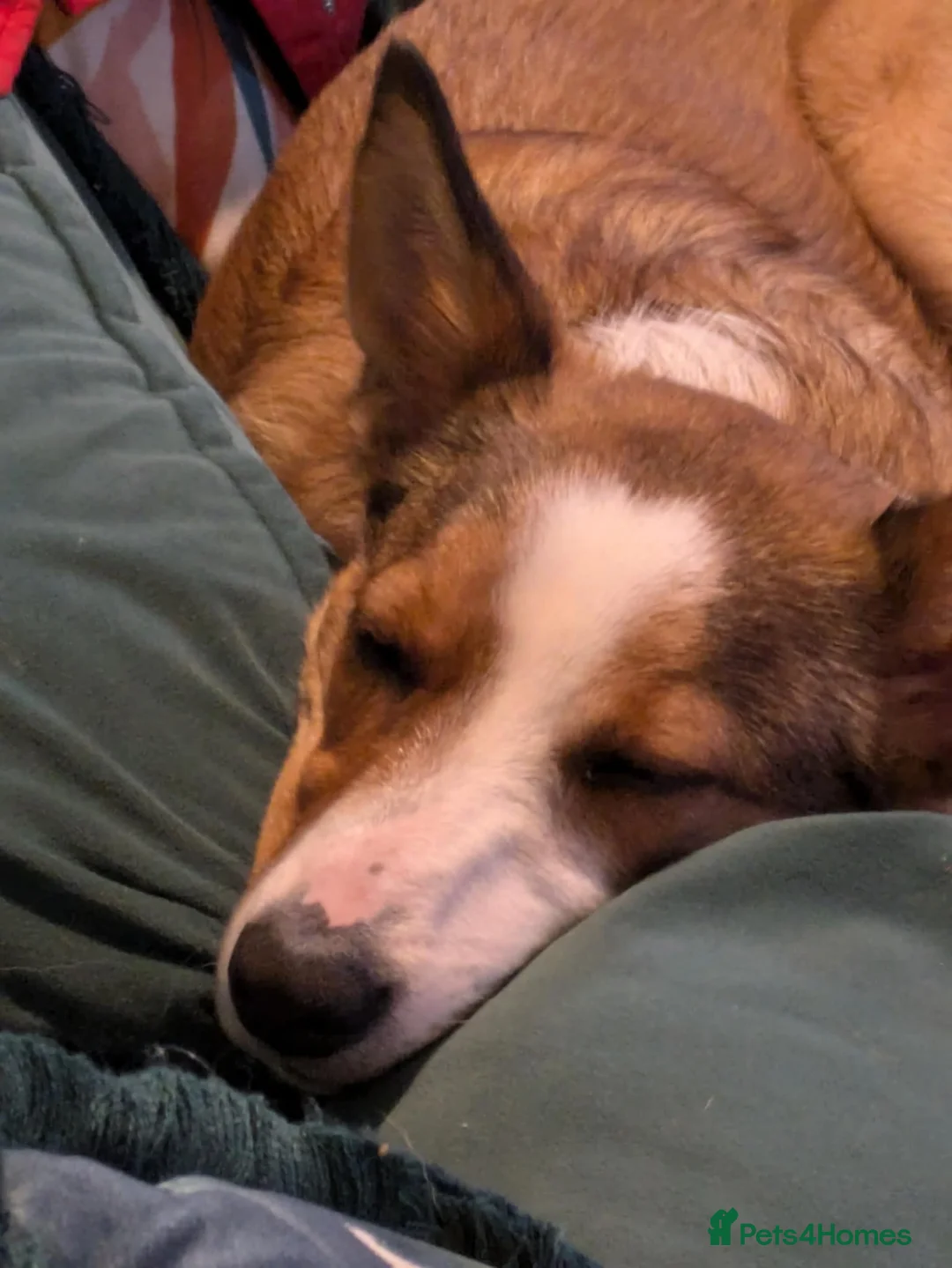 Mixed Breed dogs for sale: Duke 2 year old Welsh collie in Wigan - Advert 12