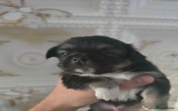 Chihuahua dogs for sale: 3 Adorable little princes chihuahua puppies - Image 34