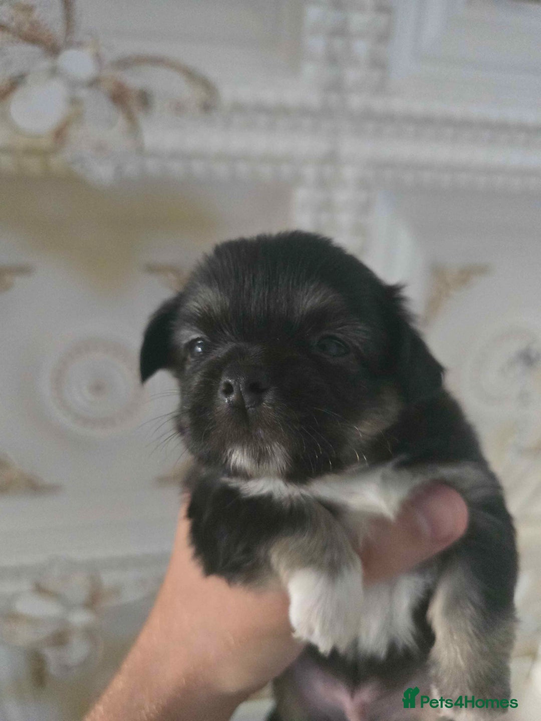 Chihuahua dogs for sale: 3 Adorable little princes chihuahua puppies - Image 34