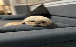 Shih Tzu dogs for sale: Beautiful litter or imperial Shih Tzu puppies  - Advert 28
