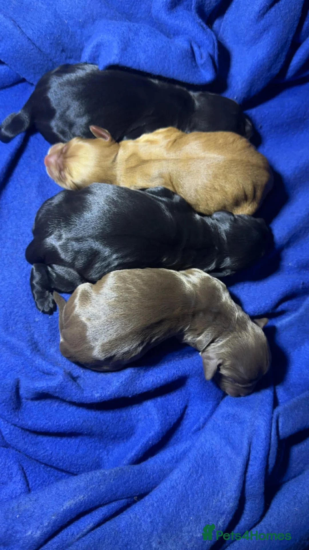 Cocker Spaniel dogs for sale: Black boy cocker spaniel - Advert 9