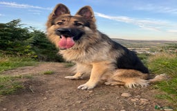 German Shepherd dogs for sale: Beautiful GSD pups - Image 22