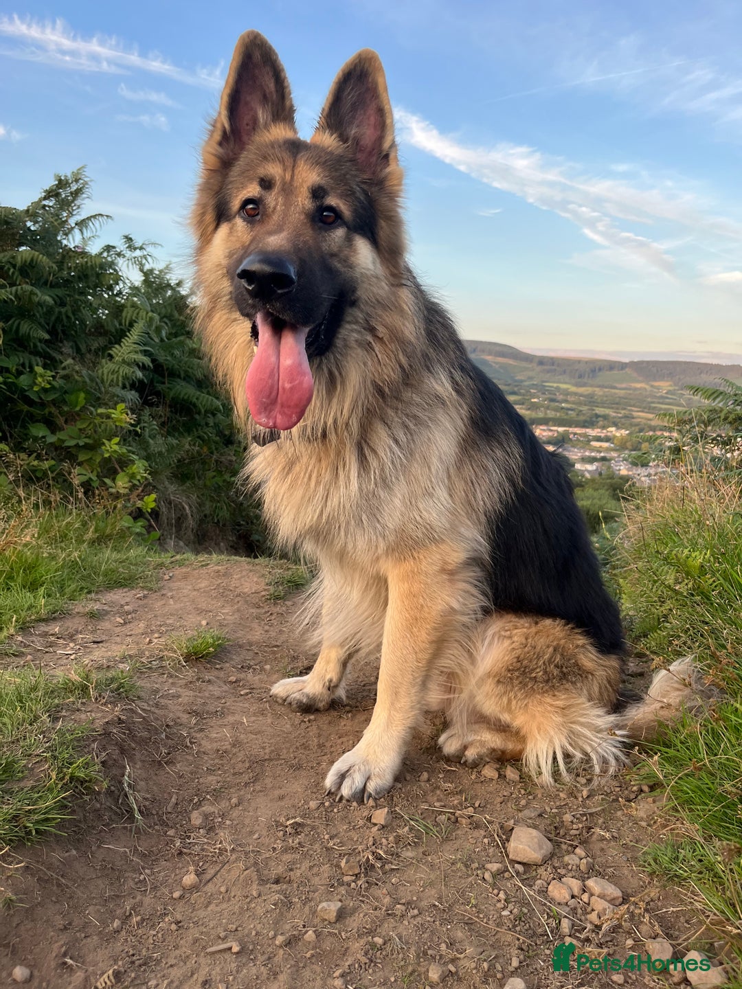 German Shepherd dogs for sale: Beautiful GSD pups - Image 22