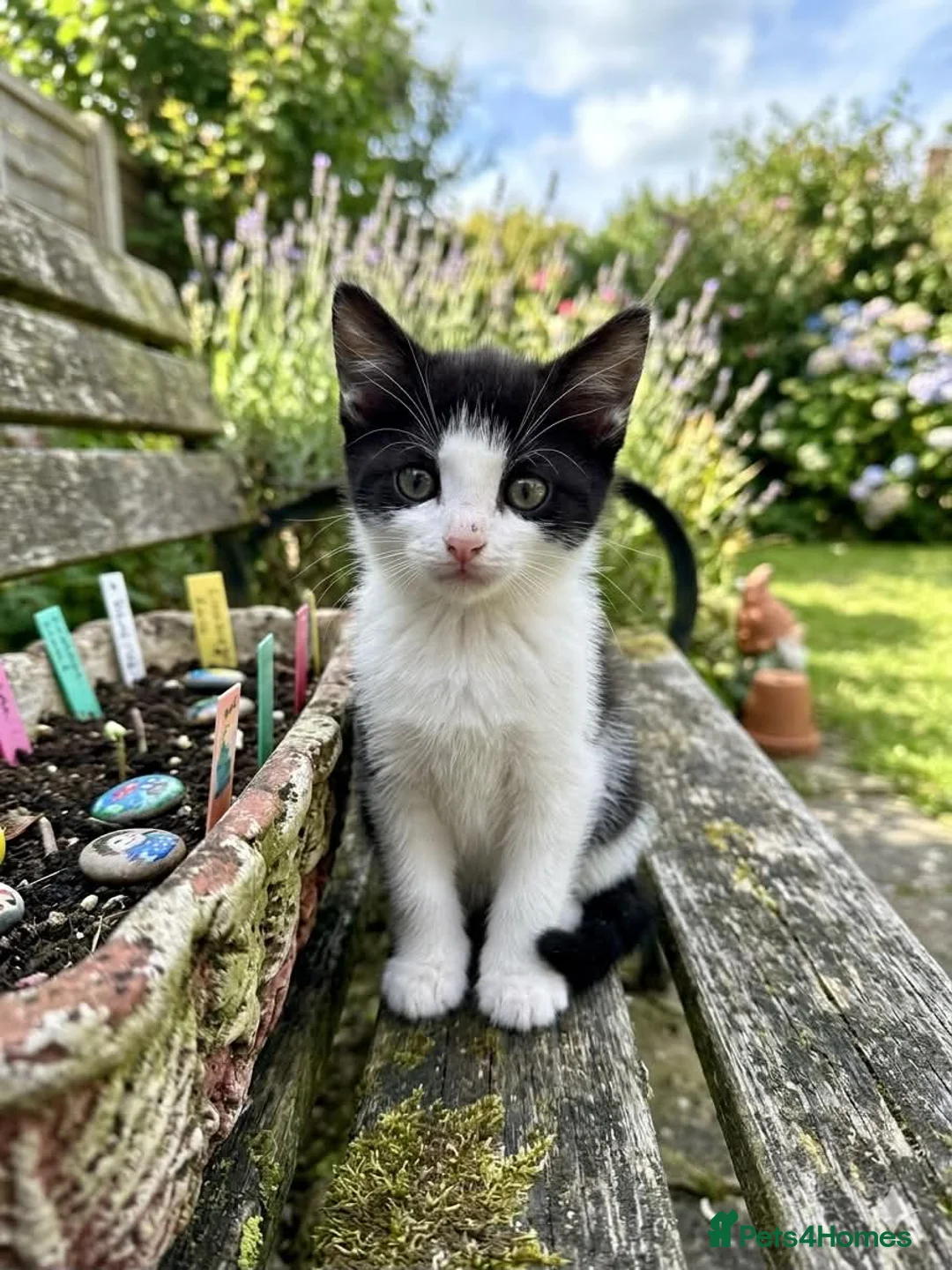Mixed Breed cats for sale: 3 cats and 3kittens - Advert 18