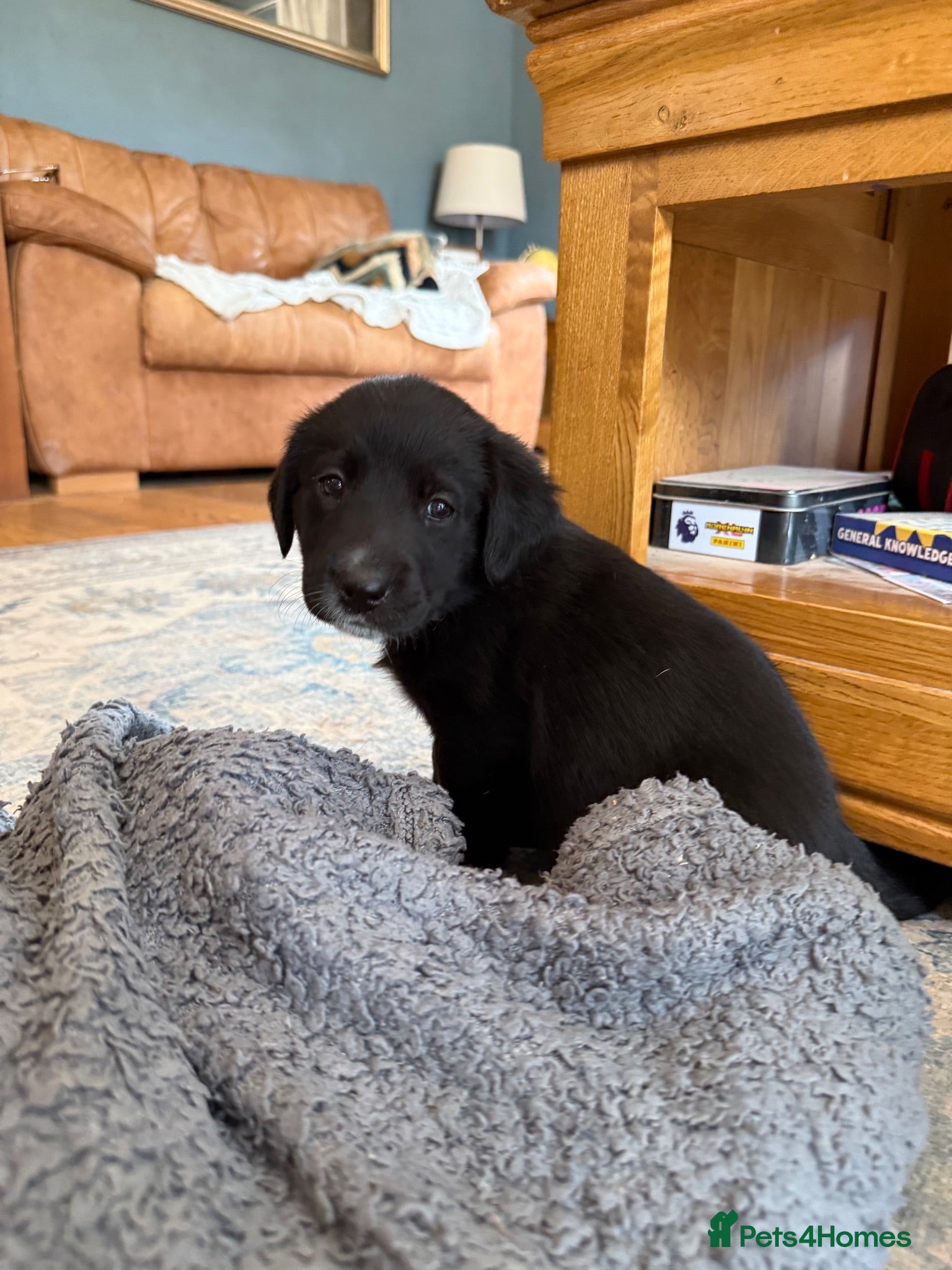 Borador dogs Stunning Lab x Collie, cream, black & chocolate! - Advert 2