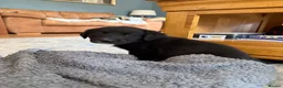 Borador dogs for sale: Stunning Lab x Collie, cream, black & chocolate! - Advert 16