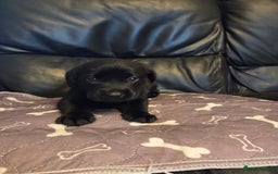 Labrador Retriever dogs for sale: Labrador - Advert 6