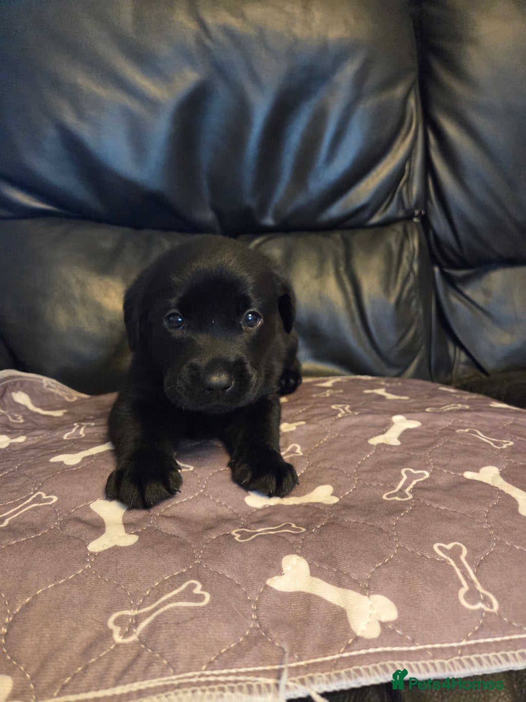 Labrador Retriever dogs for sale: Labrador - Advert 6