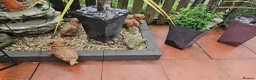 Cavapoo dogs for sale: 5* Cavapoo Puppies - Advert 17