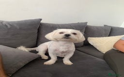 Malshi dogs for sale: Maltese x Shih tzu - Image 3