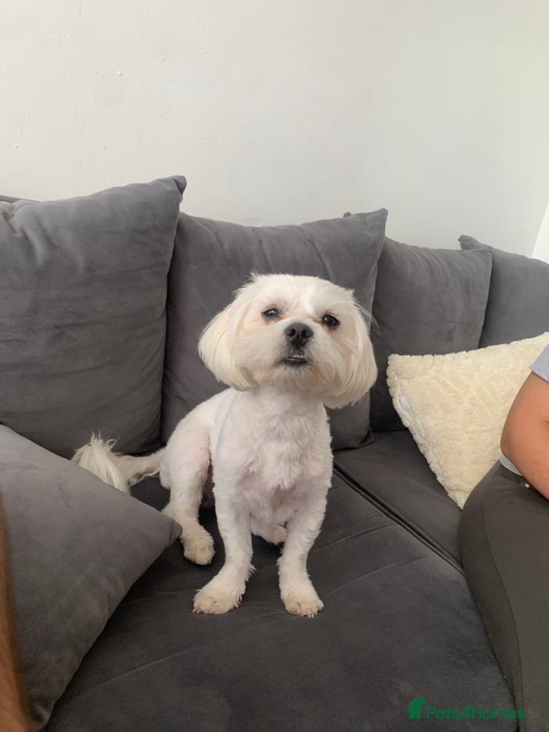 Malshi dogs for sale: Maltese x Shih tzu - Image 3