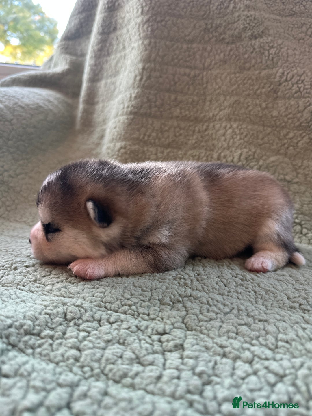 Pomsky dogs for sale: Pomsky Puppies  - Image 2