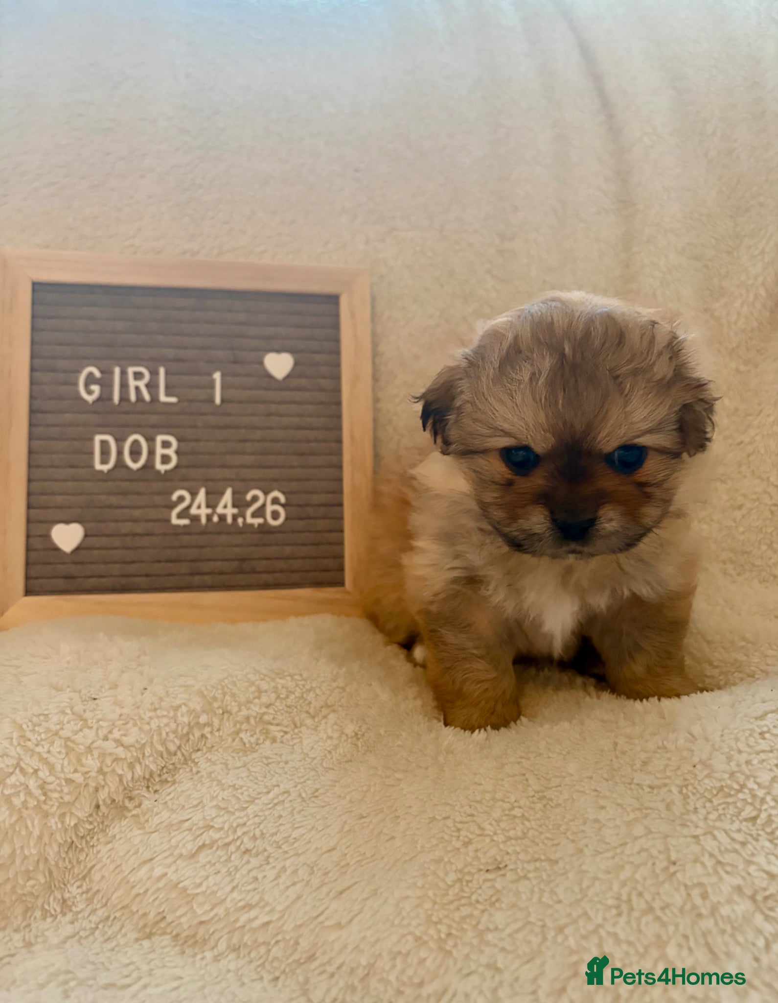 Mixed Breed dogs Stunning Shih Tzu/ Pomeranian puppies  - Advert 2
