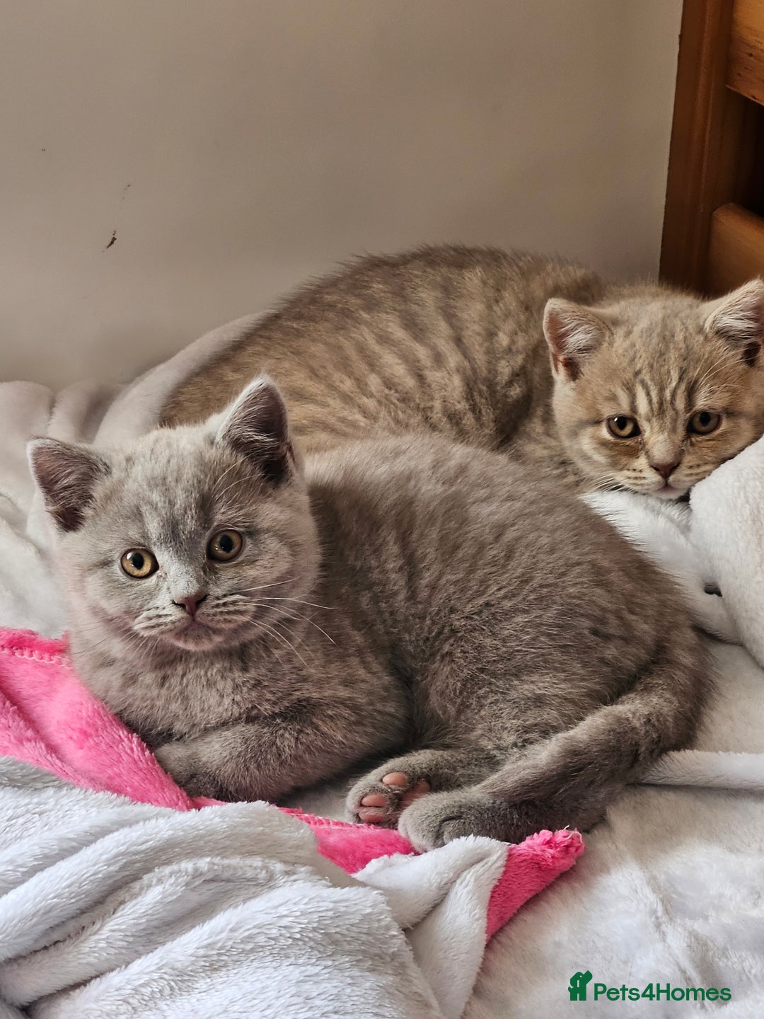 British Shorthair cats for sale: 2 British short hair boys  - Advert 10