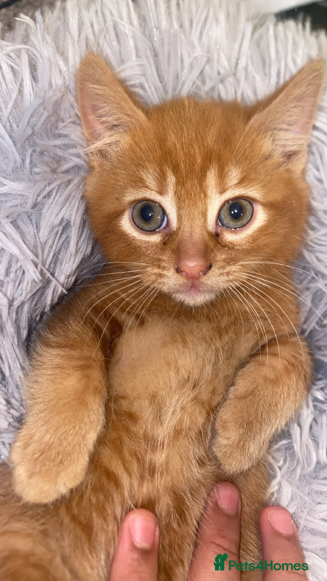 Mixed Breed cats for sale: Fluffy dark ginger kitten looking for new home 🏡 - Advert 8