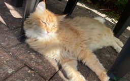 Savannah cats for sale: Savannah/Maine Coon Kittens Excellent Temperament - Image 14