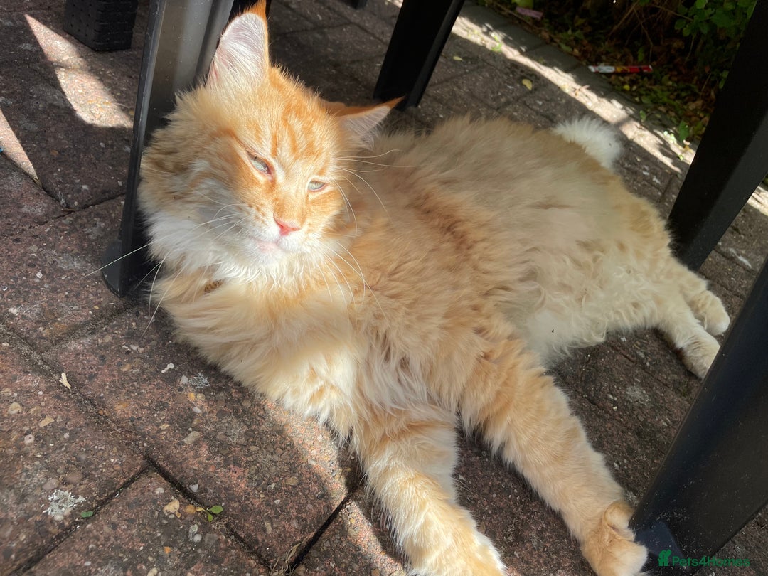 Savannah cats for sale: Savannah/Maine Coon Kittens Excellent Temperament - Image 14