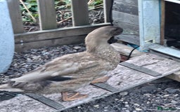 Ducks poultry for sale: Runner/Khaki/Pekin Ducks  - Image 3
