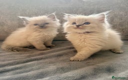 Ragdoll cats for sale: Beautiful Ragdoll Kittens  - Image 3