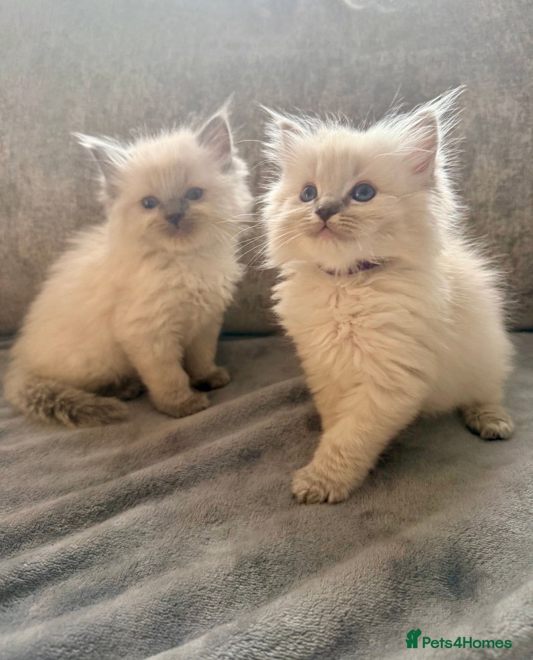 Ragdoll cats for sale: Beautiful Ragdoll Kittens  - Image 3
