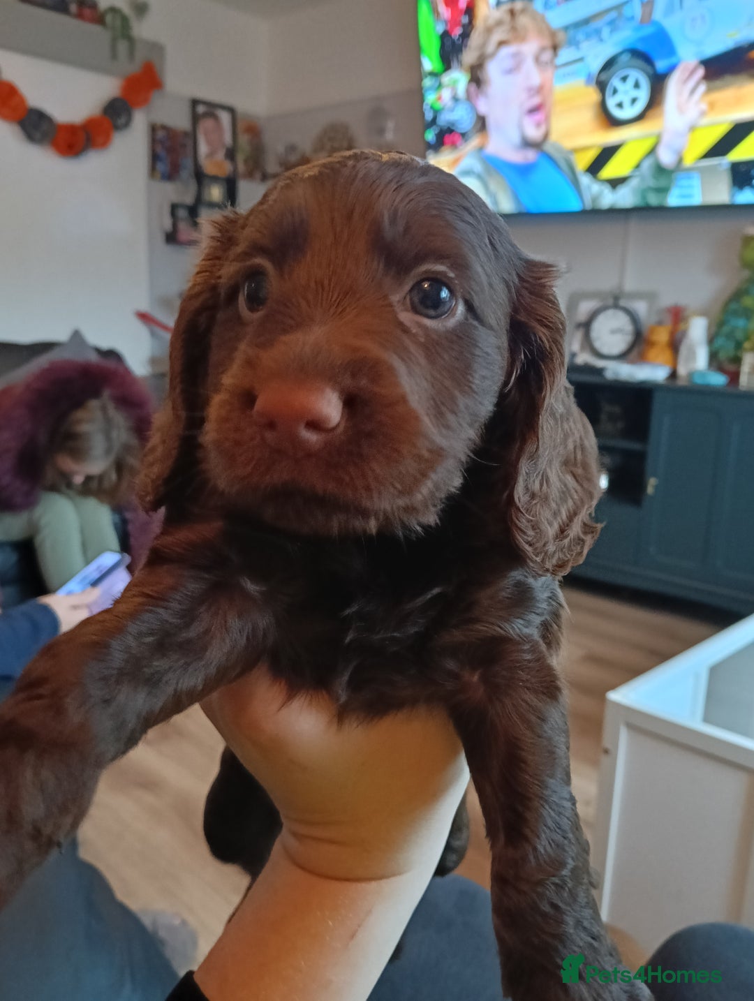 Cocker Spaniel dogs for sale: Stunning pedigree cocker spaniel puppies  - Image 6