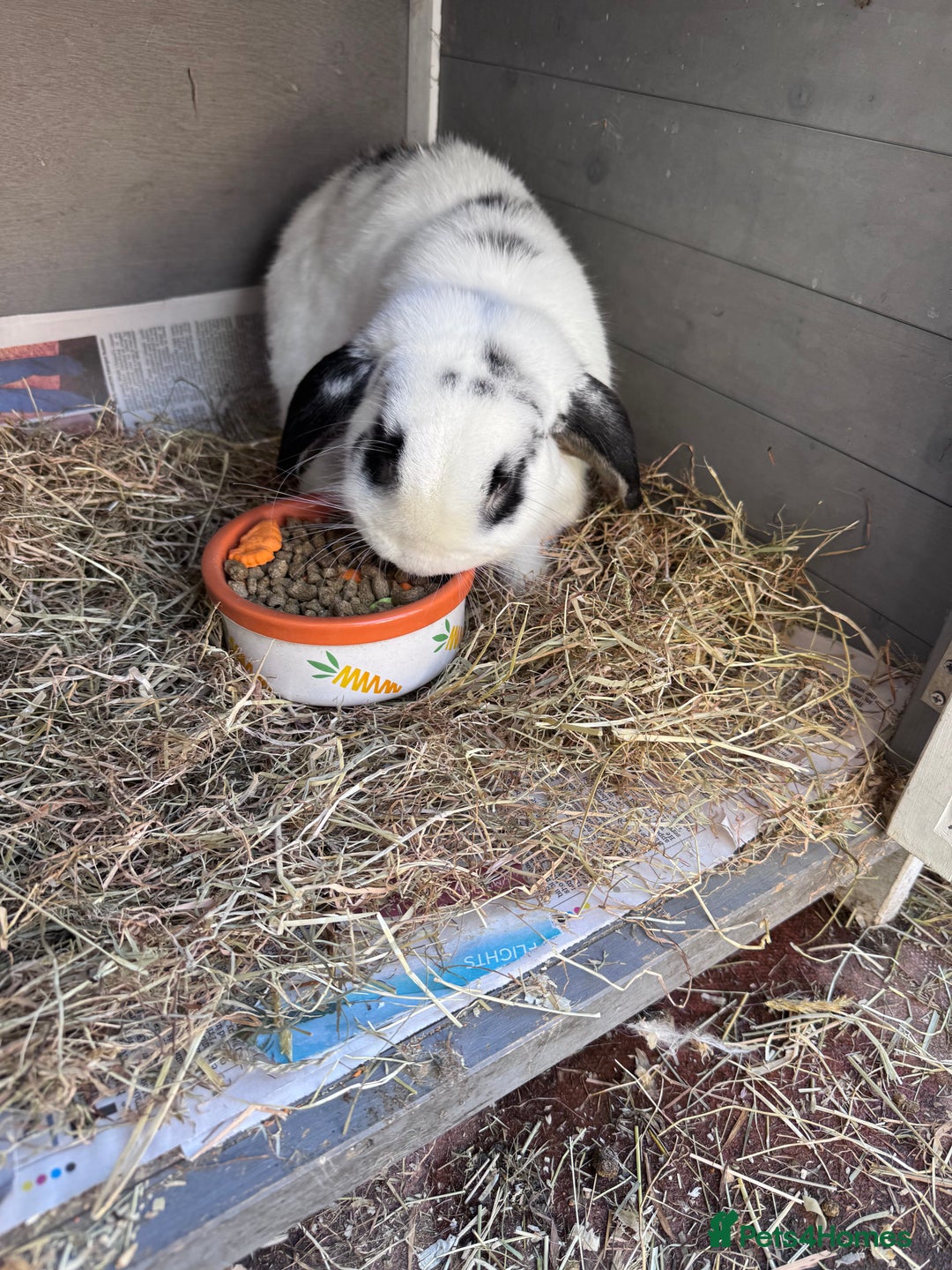 English Lop rabbits for sale: Ringo the English lop - Image 2
