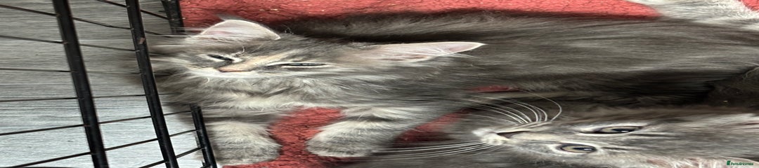 Maine Coon Kitten 1