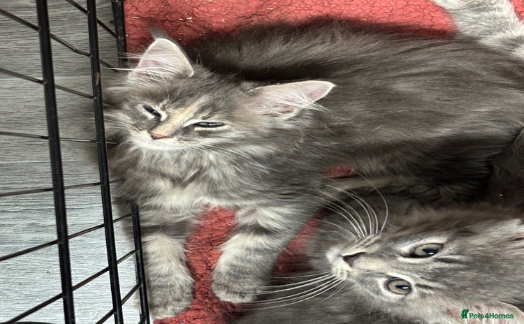 Maine Coon cats - Advert 1