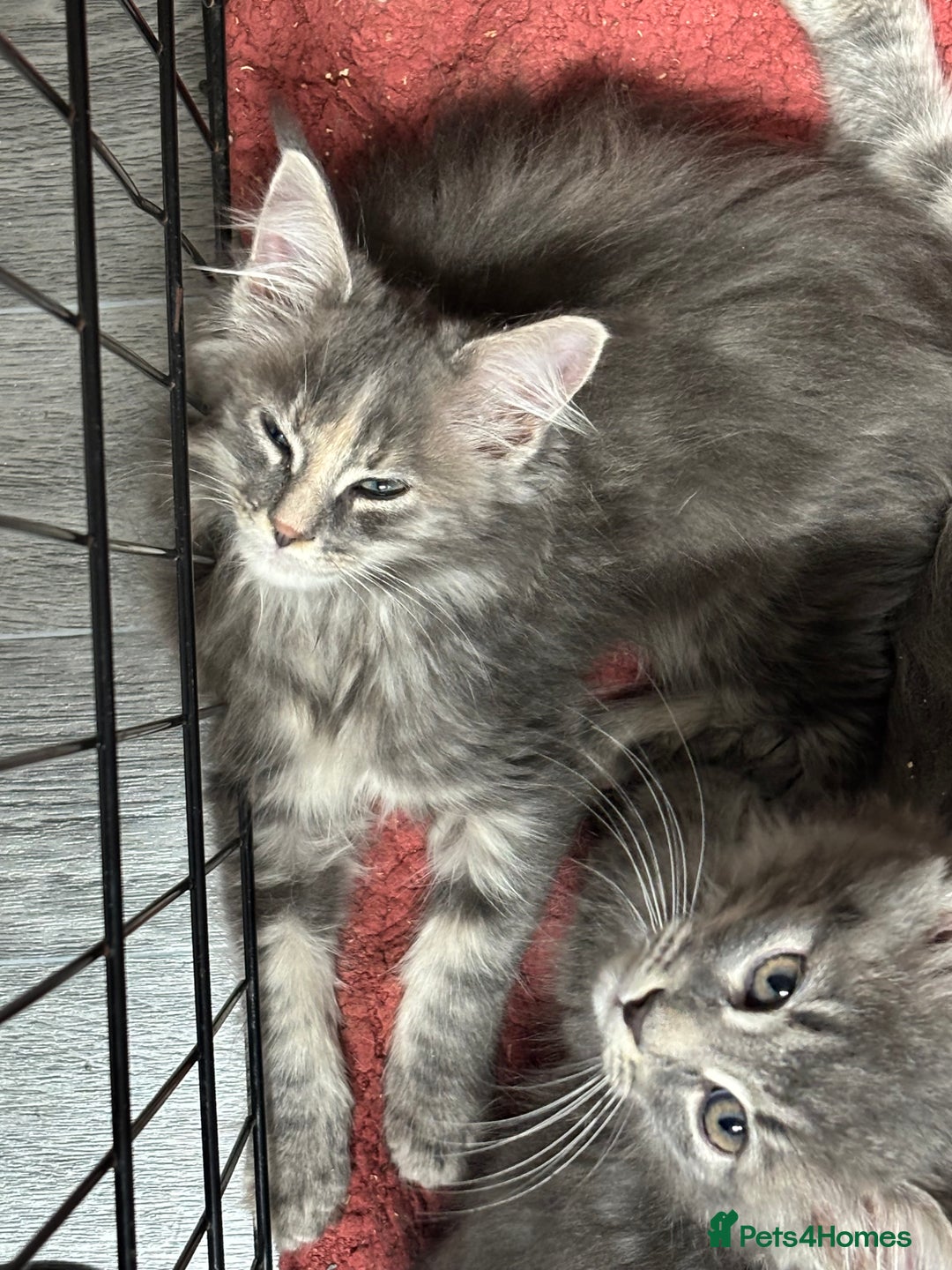 Maine Coon cats for sale: Stunning TICA maine coon kittens ready now!  - Image 1