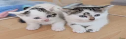 Domestic Shorthair cats for sale: Kittens  - Advert 3