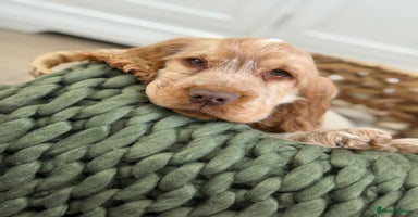 Cocker Spaniel dogs - Advert 3
