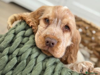 Cocker Spaniel dogs - Advert 24