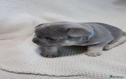 French Bulldog dogs for sale: Lilac and Tan, isabella, French bulldog puppies - Image 6