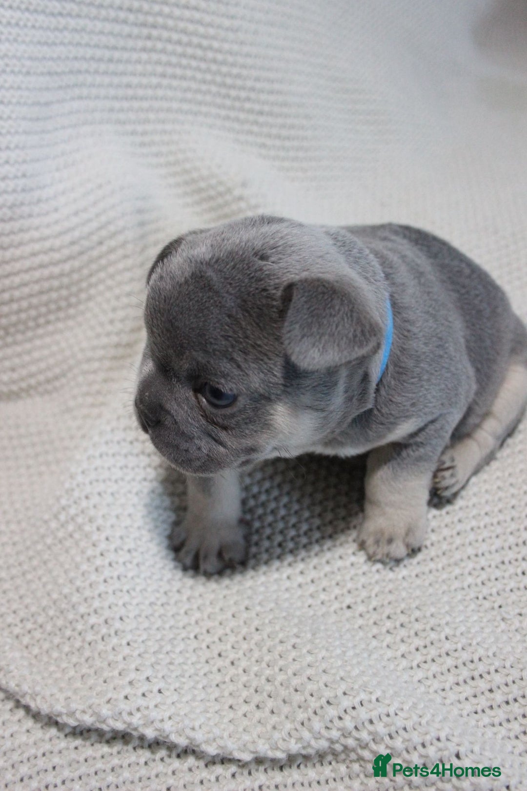 French Bulldog dogs for sale: Lilac and Tan, isabella, French bulldog puppies - Image 6