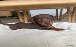 Miniature Dachshund dogs for sale: 4 mini chocolate tan male dachshund puppies - Image 12